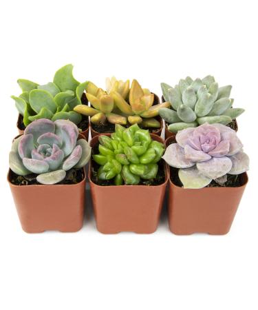 Succulents Plants Live (6PK) Potted Succulent Plants Live House Plants, Cactus Plants Live Plants Indoor Plants Live Houseplants, Indoor Plant Succulents Live Plant House Plant by Plants for Pets 6-PACK