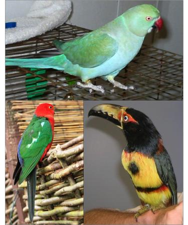 Buy Aviator Bird Harness X-Small Black - Ultimate Comfort & Safety for Your Pet Bird | International Shipping Available - Buy Online on SooperMarket.com