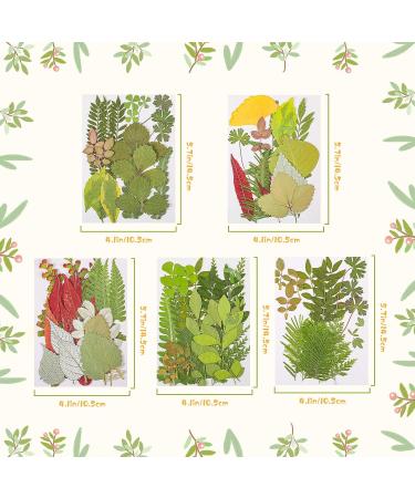 99-Piece Assorted Real Dried Leaves for Resin Art & Craft - Plant Herbarium & DIY Jewelry Decoration - Handmade Bookmarks - 5 Bags - Buy Online on SooperMarket.com