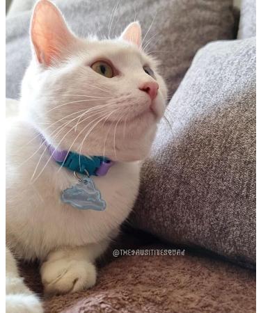 Shop Kittyrama Cat & Kitten Collars - Vogue Approved Vet-Approved Hypoallergenic & Comfortable - Mauve & Other Styles Available - Buy Online on SooperMarket.com
