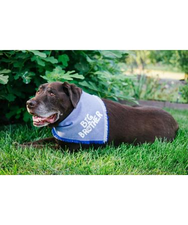 Blue Big Brother Dog Bandana for Pregnancy Announcement - Pet Photo Prop & Handkerchief for Medium to Large Dogs - Buy Online on SooperMarket.com
