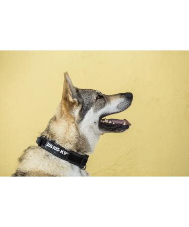 Julius-K9 Colour and Gray Fur Collar with Handle | Durable, Easy to Clean, Water Resistant | 40 mm (38-53 cm) Black-Gray | Safety Lock and Interchangeable Patch - Buy Online on SooperMarket.com