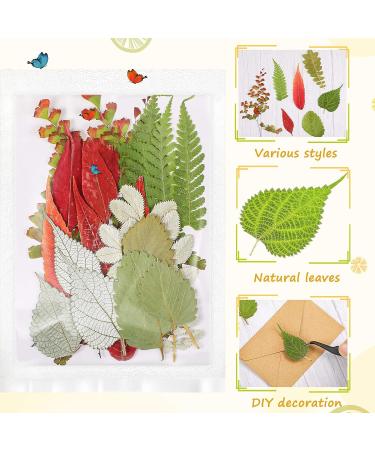 99-Piece Assorted Real Dried Leaves for Resin Art & Craft - Plant Herbarium & DIY Jewelry Decoration - Handmade Bookmarks - 5 Bags - Buy Online on SooperMarket.com