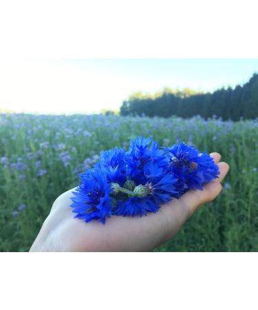 Pure Blue Cornflower Petals - Dried Grown in Germany - Natural Grown Herbal Flowers for for Homemade Lattes Tea Blends Bath Salts Gifts Crafts (Centaurea cyanus) - Buy Online on SooperMarket.com