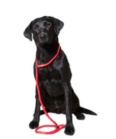 Dog & Field Deluxe Gundog Slip Lead (Red) Super Soft Braided Nylon with Rubber Stopper - One Size Fits All and Suitable For All Breeds of Dog with 4 Colour Options (Red)