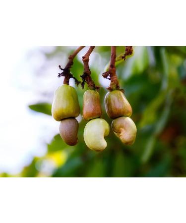 Organic Dry Roasted Whole Cashews with Himalayan Salt 2 lbs - Vegan, Non-GMO, Kosher, High Protein Snack - Buy Online on SooperMarket.com