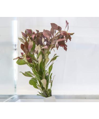 Lincspplant Mixed Tropical Live Aquarium Plants (5 Strand Ringed Ludwigia)