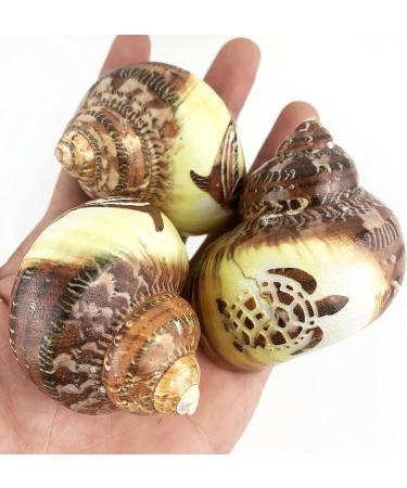 Worlds 3 PC Assorted Turbo Petholatus Carved Sea Shells Hermit Crab Shells 2"-2-1/2"Inch - Buy Online on SooperMarket.com