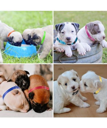 Buy Yorgewd 12 Pack Adjustable Puppy Neck Bands - Safety ID for Small Dogs & Cats - Multicolor (17-26cm) - Buy Online on SooperMarket.com