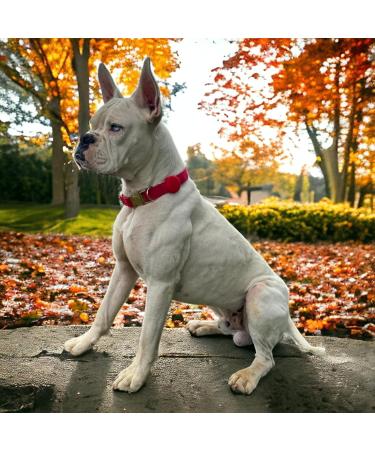 Moosh Silicone AirTag Holder for Dogs & Cats | Safe Stylish Pet Tracker Accessory in Orange - Buy Online on SooperMarket.com