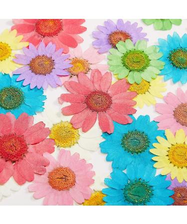 84 Pieces Real Dried Pressed Flowers - Natural Daisy Variety for DIY Crafts & Decorations - 7 Colors - Resin Casting, Jewelry, Candle, Soap Making Supplies - Buy Online on SooperMarket.com