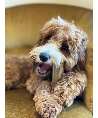 Bamboodles T Bone Dog Chew - Medium Chicken Flavor for Aggressive Chewers - Buy Online on SooperMarket.com