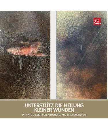 Zinc Ointment & Spray for Dogs & Horses | Wound Healing Protection | 2x250ml Zinc Oxide Solution - Buy Online on SooperMarket.com