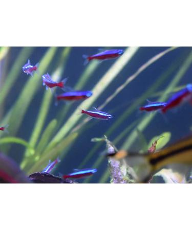 Seachem Stability Fish Tank Stabilizer 500ml - Freshwater & Marine Aquarium Solution - Buy Online on SooperMarket.com