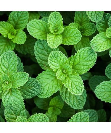Pranarom Peppermint Essential Oil 0.17 fl oz (5 ml) - Pure Aromatherapy & Wellness - Buy Online on SooperMarket.com