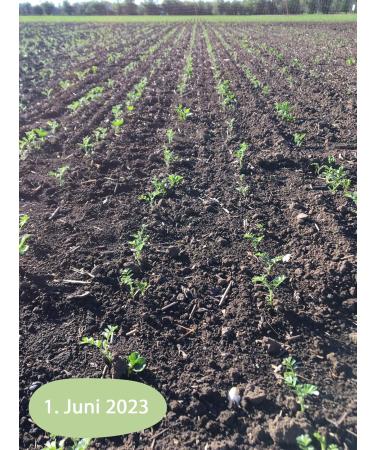 Buy Organic German Chickpeas - Value Pack | Homegrown Natural Vegan High Germination Capacity - Buy Online on SooperMarket.com