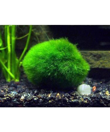 Aquatic Arts 2 Giant Marimo Moss Balls (1.5-2.5 inches 8-15 Years Old!) - Over 5X AS Large AS Nano MARIMO! - Great for Fish Shrimp and Snails! by Aquatic Arts