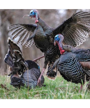 Short Circuit Combo Diaphragm Turkey Call Pack - Power Calls | Shop Now - Buy Online on SooperMarket.com