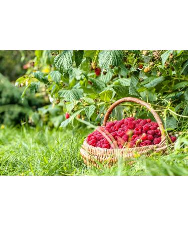 Organic Raspberry Powder 1lb - Non-GMO Vegan Superfood with Essential Nutrients - Ideal for Juices & Smoothies - Includes Maltodextrin - 1lb Pack - Buy Online on SooperMarket.com