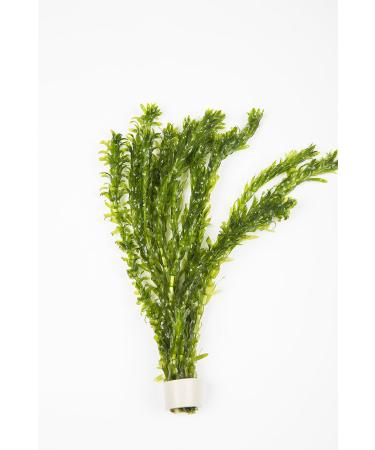 2 x Bunch of Oxygenating Weed with Weight 10 ELODEA DENSA Stems Live Pond Plant Aquarium Aquatic Fern