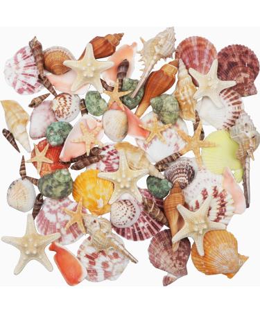 Sea Shells Mixed Beach Seashells 9 Kinds 1.2"-3.5 "Various Sizes Natural Seashells and 2 Kinds of Natural Starfish for Beach Themed Party DIY Crafts FishTank Vase Fillers Home Wedding Decorations