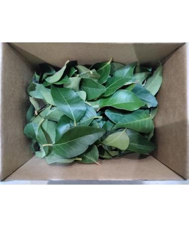 Fresh Curry Leaves - Cleaned and Sticks Removed 50gm