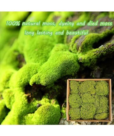Preserved Moss Pole - 1.5 sq. Ft Decorative Moss for DIY Crafts and Wall Decor (Yellow Green) - Buy Online on SooperMarket.com