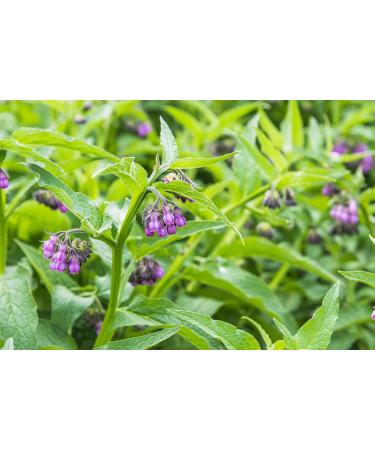 Buy Ora's Amazing Herbal Unscented Face Oil - Organic Calendula Thyme Rosehip | Lightweight Nourishing Serum 1 oz - Ship Internationally - Buy Online on SooperMarket.com