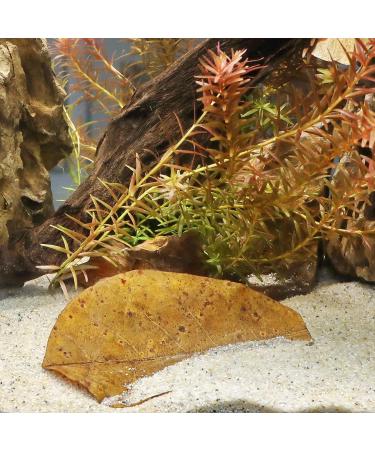JBL Catappa 25198 - 10 XL Tropical Almond Leaves for Freshwater Aquariums | International Shipping Available - Buy Online on SooperMarket.com