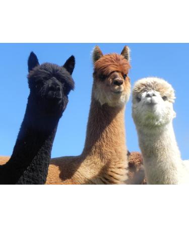 ALPACA BIRD NESTING MATERIAL - Buy Online on SooperMarket.com