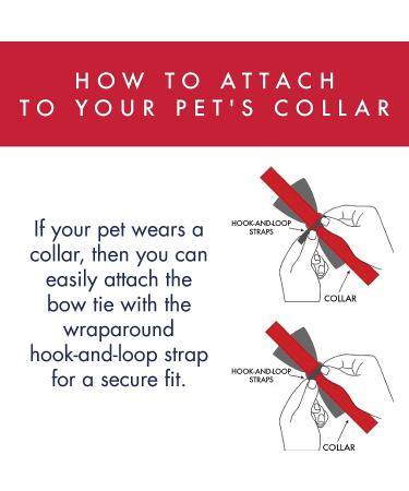 Huxley & Kent Boston Pops Pet Bow Tie (XL) | Patriotic 4th of July Collar Attachment | Red, White & Blue Fun Bow Tie for Dogs & Cats - Buy Online on SooperMarket.com