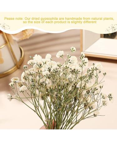 Dried Babys Breath Flowers Bulk - 200 Pcs Ivory White Gypsophila for Wedding, Christmas, and Crafts - Buy Online on SooperMarket.com