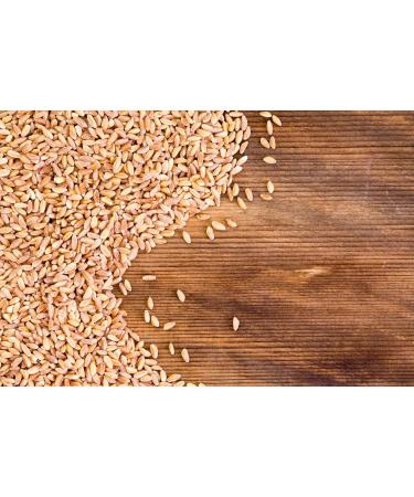 Organic Italian Pearled Farro 5 Pounds - Non-GMO, Kosher, Vegan Whole Grain. High Fiber & Protein. Sodium & Sugar Free - Bulk Pack - Buy Online on SooperMarket.com