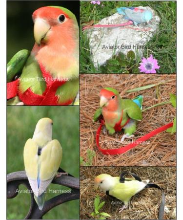 Aviator Bird Harness & Leash - Made in America | XXXS Blue for Safe International Shipping - Buy Online on SooperMarket.com