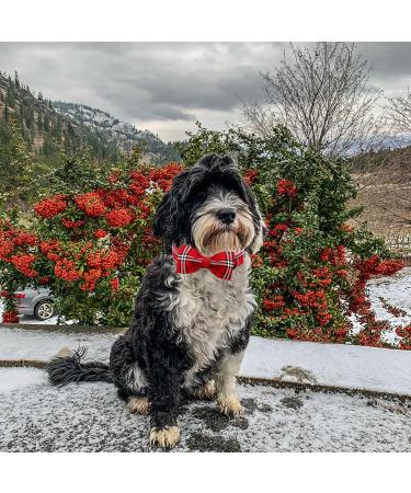 Shop Lionheart Glory Christmas Carriates for Big Dogs | Comfortable Bowtie Collar & Shoes - Perfect for Holiday Style! - Buy Online on SooperMarket.com