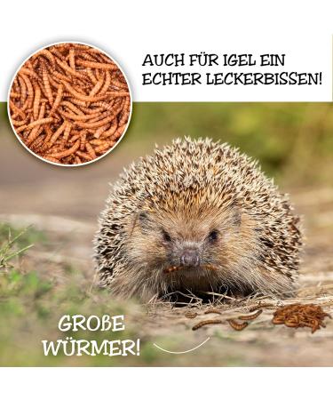 Dried Mealworms 1 Ltr (160g) - Premium Insect Snack for Birds Fish Turtles & Reptiles | Year-Round Bird & Hedgehog Feed - 1 Pack - Buy Online on SooperMarket.com