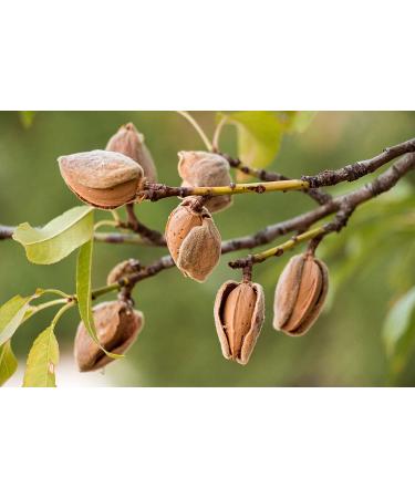 California Unblanched Almond Flour 1.5 lbs - Non-GMO, Natural Meal | Raw, Kosher, Vegan | Keto, Paleo Friendly - Buy Online on SooperMarket.com