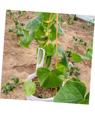 Gogogmee 4pcs Garden Cucumber Star Candy Shaped Growth and Plangting Vegetables Rigid Growing Vessel - Buy Online on SooperMarket.com