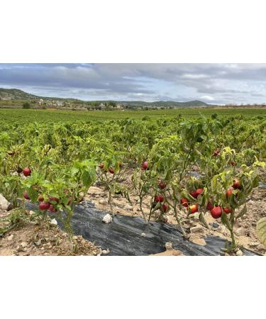 Vinativo Sweet Paprika - Ground 1kg | Premium Quality Gourmet Spanish Paprika Powder - Mild Flavor - Buy Online on SooperMarket.com
