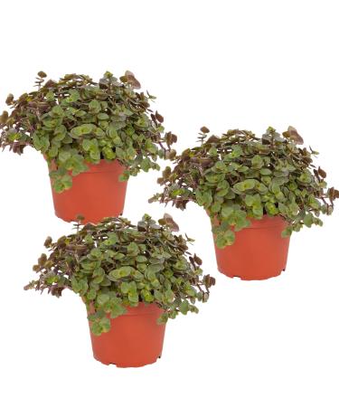 Petsnack Bio Callisia (beautiful pad) in the pot (3 pieces) Bioland quality guaranteed free of synthetic pesticides Height with pot 15-20 cm immediately ready for use.