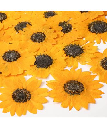 48 Pcs Pressed Flowers for Crafts Dried Pressed Sunflowers for Resin Mini Real Nature Dried Sunflowers Bulk Yellow Dried Sunflower Petals for Jewelry Candle Soap Making DIY Art Scrapbooking Supplies