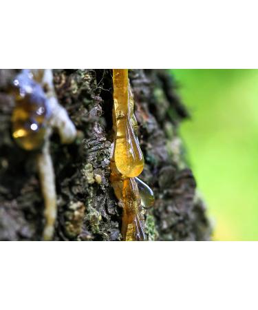 Georgia Premium Pine Rosin 1lb - Tree Resin for Beeswax Wraps & Hand Grip Enhancer for Sports & Rodeo - Buy Online on SooperMarket.com
