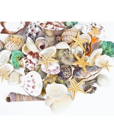 70+ pcs Famoby Sea Shells & Starfish for DIY Crafts & Beach Theme Decor - Buy Online on SooperMarket.com