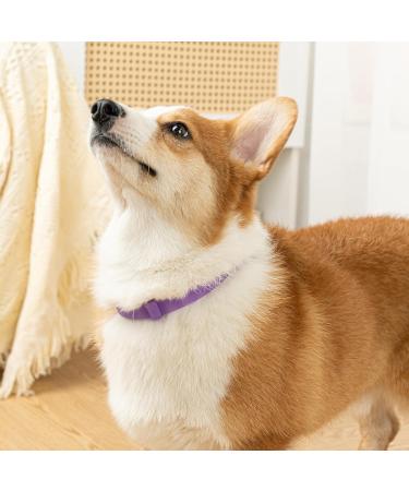 Dog Repellent Treatment Dog Repellent Collars Adjustable Small-Medium-Large Dog Repellent Collar Natural Repellent Collar for Dogs Waterproof Reflective Dog Repellent (Single Pack Purple) Single Pack Dog Purple - Buy Online on SooperMarket.com