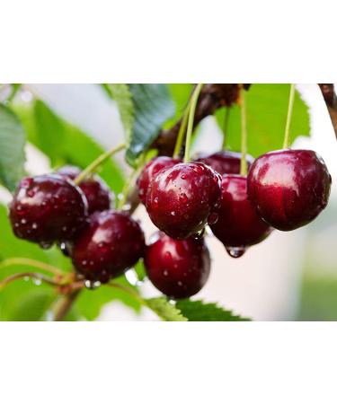 Organic Dried Sour Cherries 2 Pounds - Non-GMO Raw Fruit | Sun-Dried & Unsweetened Prunus Cerasus - Vegan & Kosher Bulk Option - Buy Online on SooperMarket.com