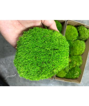 Prefleur Preserved Pole Moss Pillow Bun Cushion Natural Green Decorative Real Natural Green DIY Kit Terrariums Gardenning Art Wall Decor Florist Decor Easter Table Wedding(1.5 sq.ft, Green-B) 1.5 sq.ft. Green-B