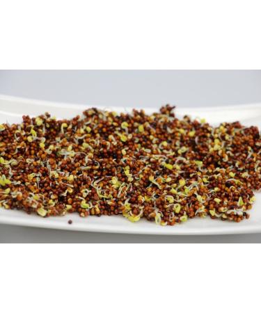 Organic Broccoli Sprouts 200g | Premium Broccoli Seeds for Growing Healthy Sprouts - Fast International Shipping - Buy Online on SooperMarket.com