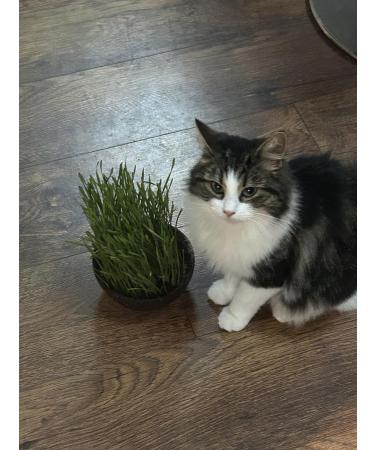 Organic UK Grown Cat Grass Seeds 150g - Indoor and Outdoor Use for Cats - Buy Online on SooperMarket.com