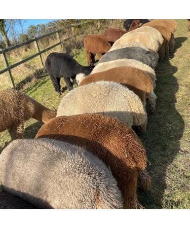 ALPACA BIRD NESTING MATERIAL - Buy Online on SooperMarket.com