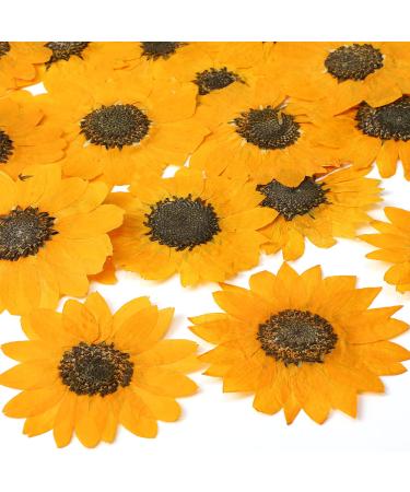 24 Pcs Dried Pressed Flowers for Resin Real Nature Dried Sunflowers Yellow Dried Sunflower Petals for Jewelry Candle Soap Making DIY Art Craft Scrapbooking Supplies